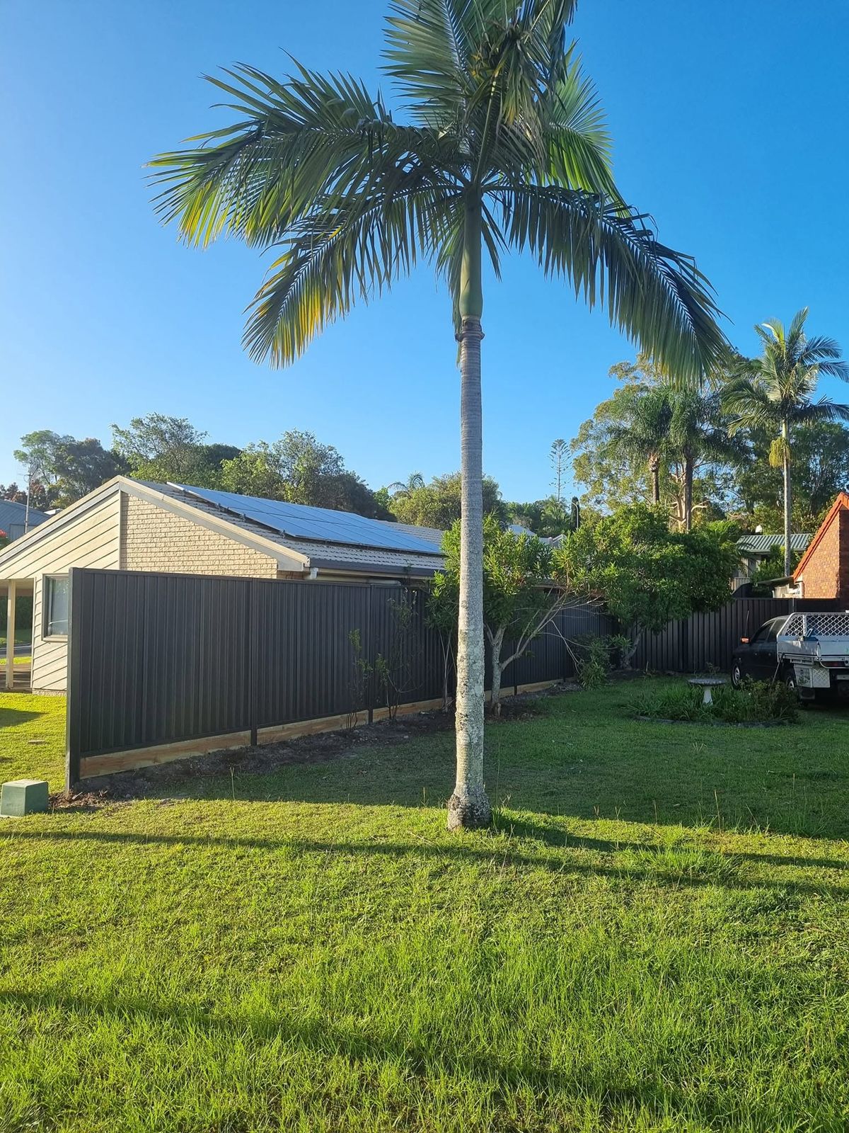 Dark Colorbond boundary fence along a lawn with a palm tree